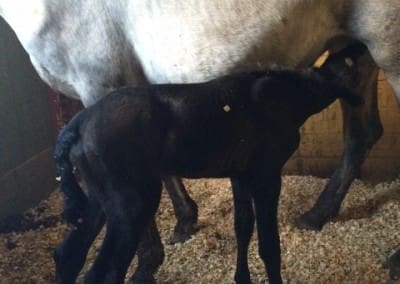 Triana-colt