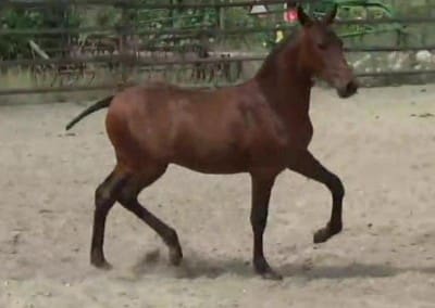 VA-San-Paulo