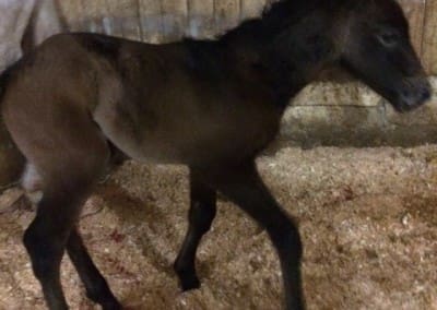 VA Toledo just born