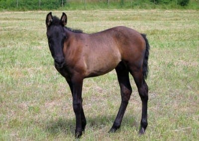 VMF-Gitano-De-La-Noche-foal