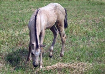 VMF-Tivios-Valiosa-Unica-foal