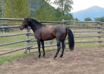 VMF-Valiente