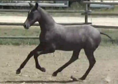aragon