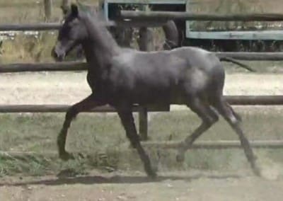 aragon