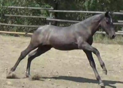 arogon