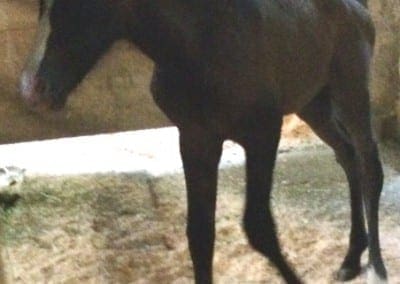 VA Cristal as a foal