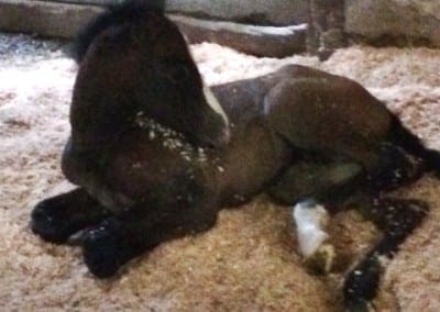 VA Cristal foal