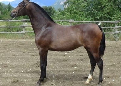 fresa-1yr