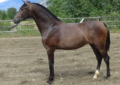 fresa-1yr