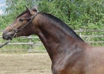 fresa-head