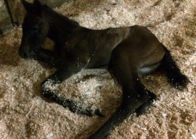 VA Toledo 6 hours old