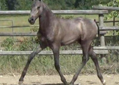 VA Toledo trotting