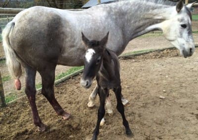 va-reina-1-day-old